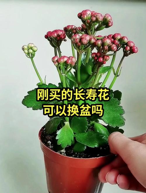 新买的长寿花要换盆吗，刚买回来的长寿花换盆要浇水吗？-第4张图片-优品飞百科