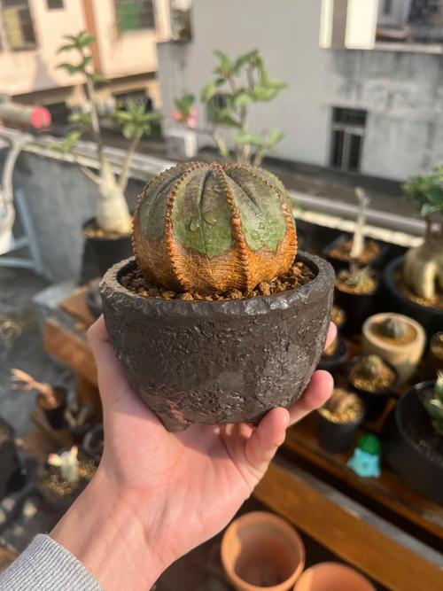 多肉布纹球怎么繁育，多肉植物布纹球？