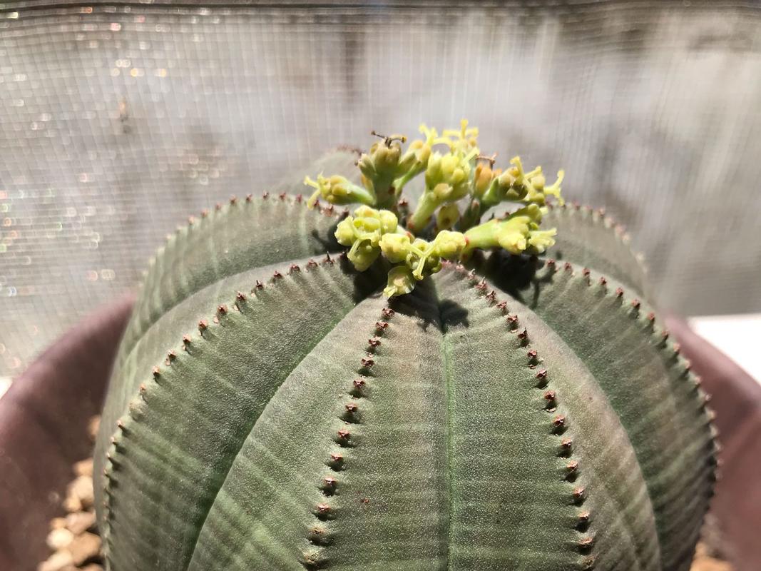 多肉布纹球怎么繁育，多肉植物布纹球？-第2张图片-优品飞百科