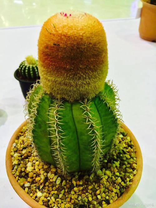 多肉布纹球怎么繁育，多肉植物布纹球？-第3张图片-优品飞百科