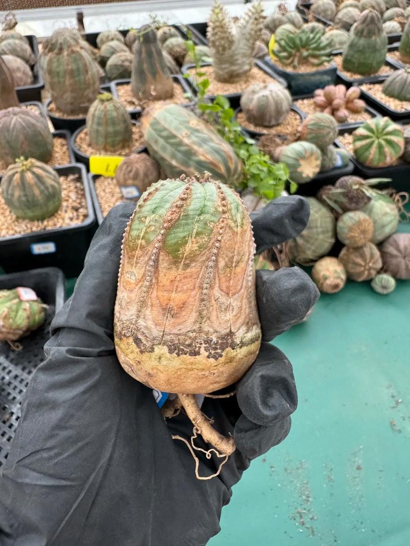 多肉布纹球怎么繁育，多肉植物布纹球？-第4张图片-优品飞百科