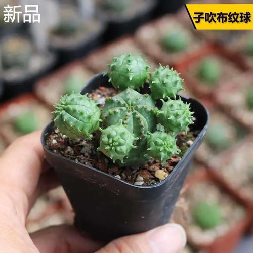 多肉布纹球怎么繁育，多肉植物布纹球？-第5张图片-优品飞百科