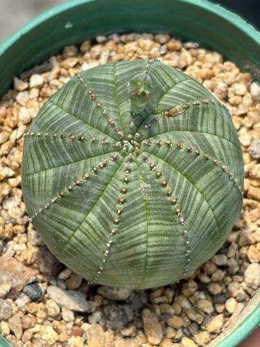 多肉布纹球怎么繁育，多肉植物布纹球？-第7张图片-优品飞百科