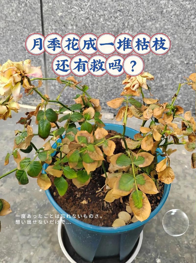 月季移植时间和方法，月季的移植时间和方法？