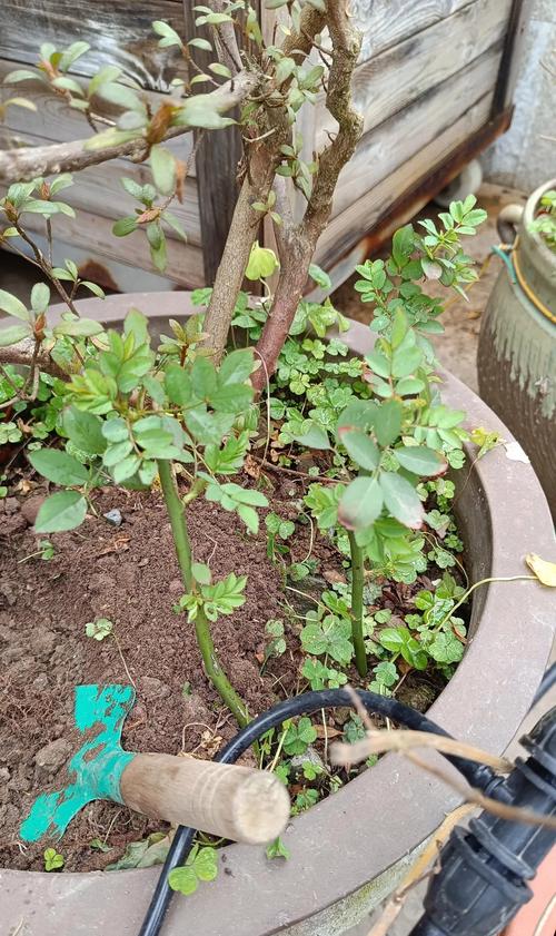 月季移植时间和方法,月季的移植时间和方法?-第2张图片-优品飞百科 月季移植时间和方法,月季的移植时间和方法?-第2张图片-优品飞百科