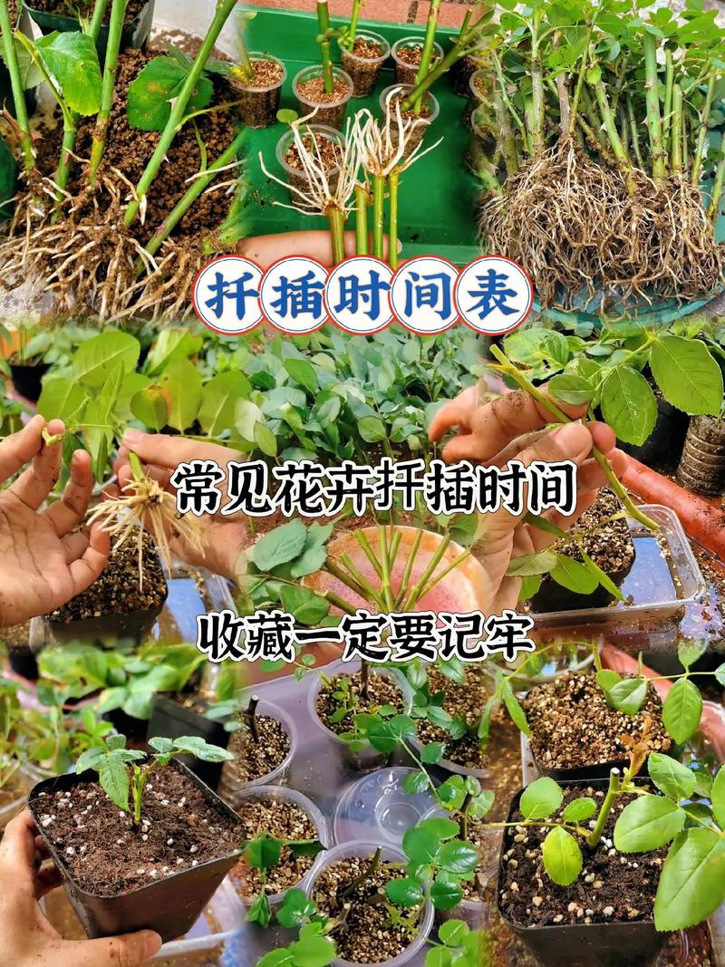 月季移植时间和方法,月季的移植时间和方法?-第5张图片-优品飞百科 月季移植时间和方法,月季的移植时间和方法?-第5张图片-优品飞百科