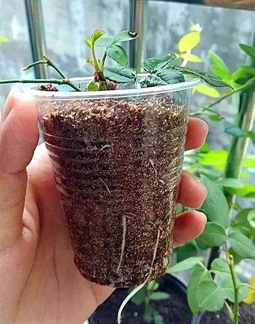 月季移植时间和方法,月季的移植时间和方法?-第7张图片-优品飞百科 月季移植时间和方法,月季的移植时间和方法?-第7张图片-优品飞百科