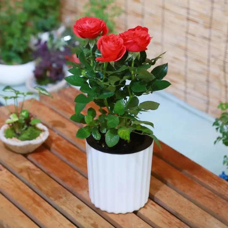 月季移植时间和方法,月季的移植时间和方法?-第8张图片-优品飞百科 月季移植时间和方法,月季的移植时间和方法?-第8张图片-优品飞百科