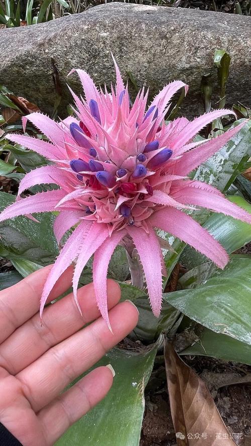 美叶光萼荷怎么催花，美叶光萼荷山繁殖与栽培-第3张图片-优品飞百科