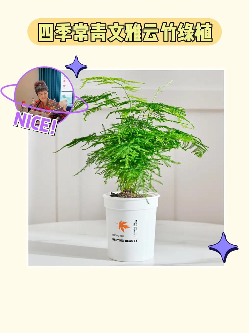 云竹怎么养才粗壮？云竹的养植？-第2张图片-优品飞百科