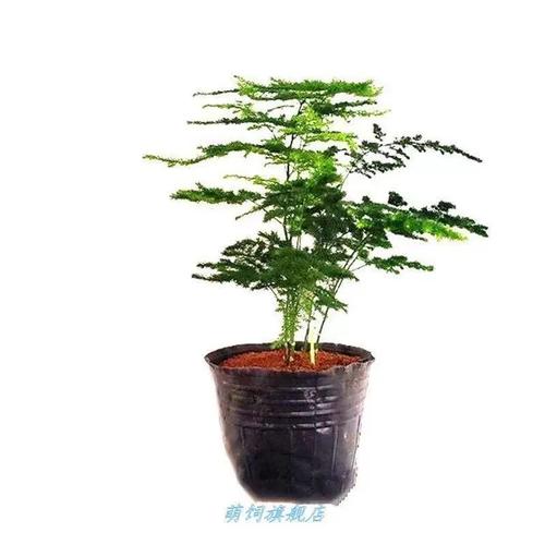 云竹怎么养才粗壮？云竹的养植？-第3张图片-优品飞百科
