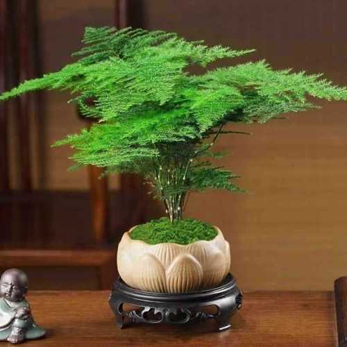 云竹怎么养才粗壮？云竹的养植？-第4张图片-优品飞百科