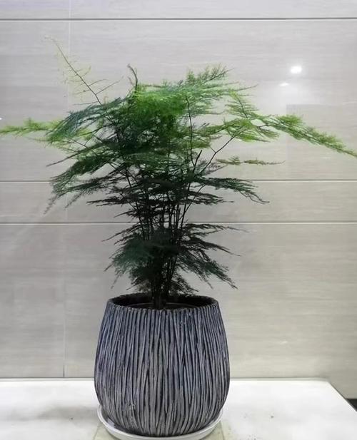 云竹怎么养才粗壮？云竹的养植？-第6张图片-优品飞百科