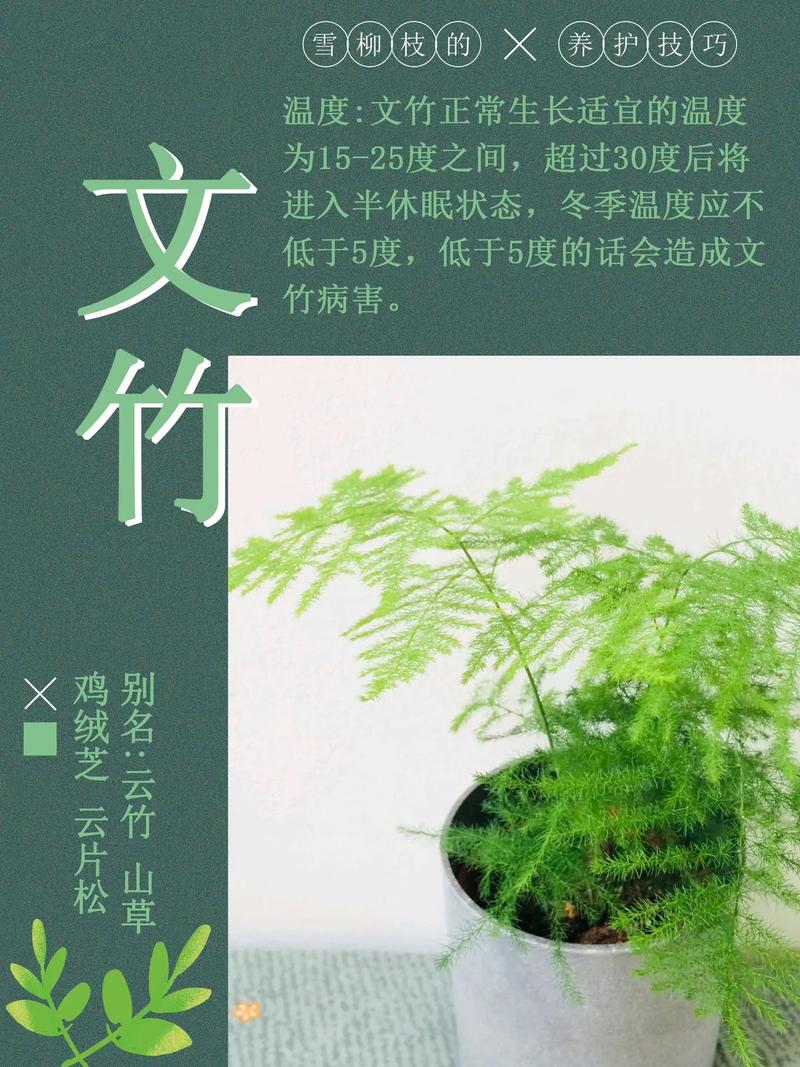 云竹怎么养才粗壮？云竹的养植？-第7张图片-优品飞百科