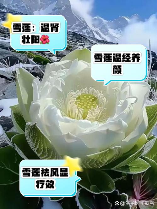 雪莲浇水多少合适，雪莲养护？-第2张图片-优品飞百科