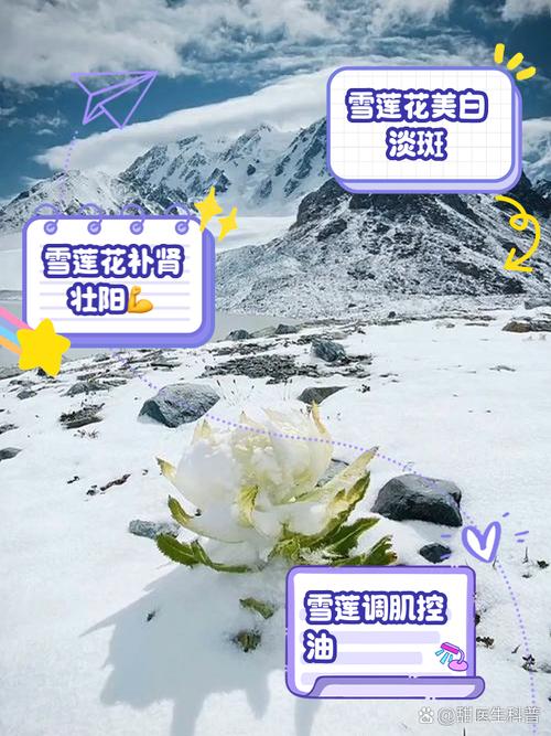 雪莲浇水多少合适，雪莲养护？