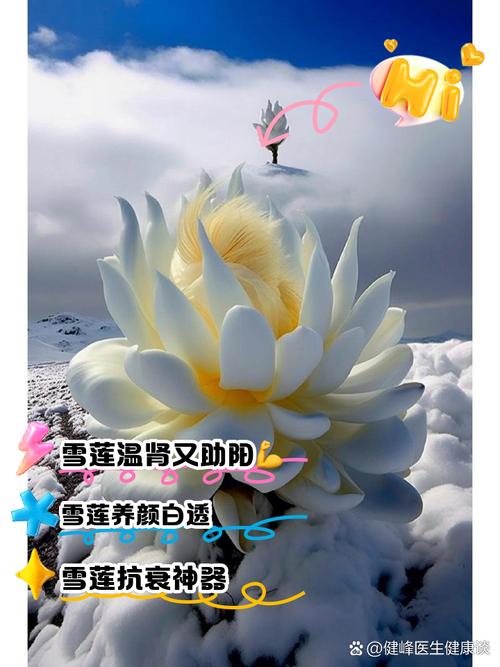 雪莲浇水多少合适，雪莲养护？-第3张图片-优品飞百科