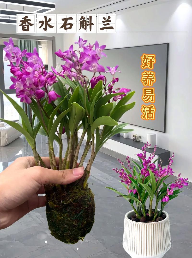 养石斛是室内好或室外好？石斛能养在室内吗对人有害吗？-第4张图片-优品飞百科