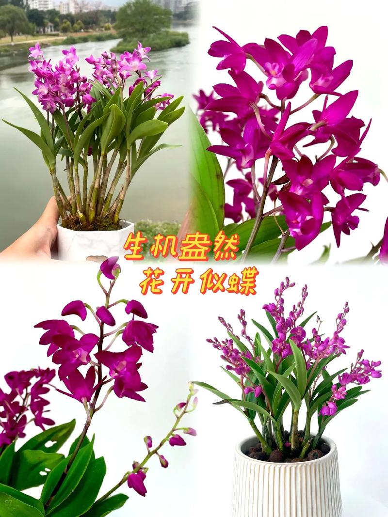 养石斛是室内好或室外好？石斛能养在室内吗对人有害吗？-第5张图片-优品飞百科