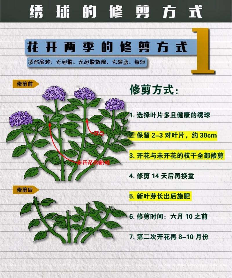 绣球花秋天怎么养，绣球花秋天怎么施肥