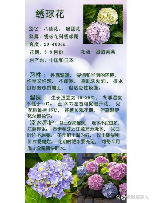 绣球花秋天怎么养,绣球花秋天怎么施肥-第2张图片-优品飞百科 绣球花秋天怎么养,绣球花秋天怎么施肥-第2张图片-优品飞百科