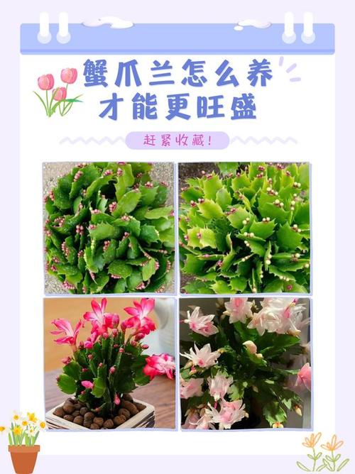 蟹爪兰开花期间的养护,蟹爪兰开花期间的养护方法?-第3张图片-优品飞百科 蟹爪兰开花期间的养护,蟹爪兰开花期间的养护方法?-第3张图片-优品飞百科