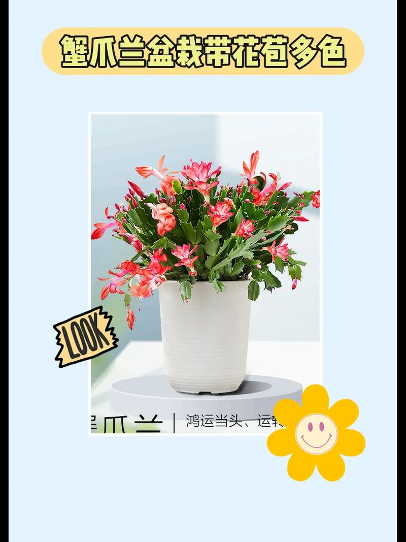 蟹爪兰开花期间的养护,蟹爪兰开花期间的养护方法?-第4张图片-优品飞百科 蟹爪兰开花期间的养护,蟹爪兰开花期间的养护方法?-第4张图片-优品飞百科