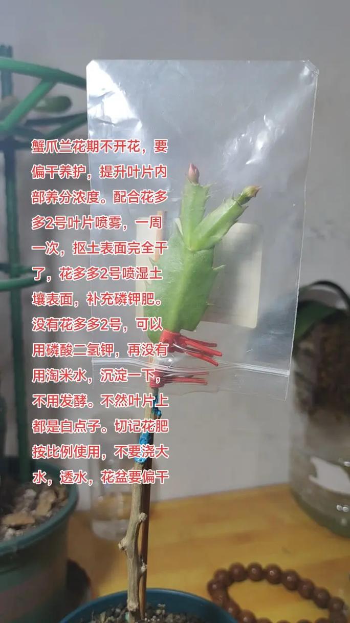 蟹爪兰开花期间的养护,蟹爪兰开花期间的养护方法?-第5张图片-优品飞百科 蟹爪兰开花期间的养护,蟹爪兰开花期间的养护方法?-第5张图片-优品飞百科