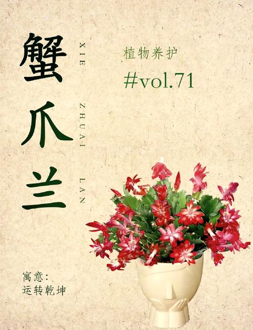 蟹爪兰开花期间的养护,蟹爪兰开花期间的养护方法?-第7张图片-优品飞百科 蟹爪兰开花期间的养护,蟹爪兰开花期间的养护方法?-第7张图片-优品飞百科