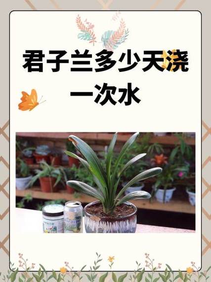 怎样判断君子兰是否该浇水?怎样判断君子兰是否该浇水了?-第2张图片-优品飞百科 怎样判断君子兰是否该浇水?怎样判断君子兰是否该浇水了?-第2张图片-优品飞百科
