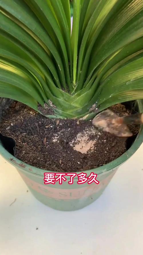 怎样判断君子兰是否该浇水?怎样判断君子兰是否该浇水了?-第4张图片-优品飞百科 怎样判断君子兰是否该浇水?怎样判断君子兰是否该浇水了?-第4张图片-优品飞百科