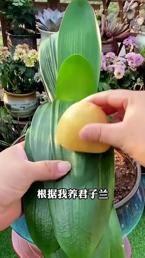 怎样判断君子兰是否该浇水?怎样判断君子兰是否该浇水了?-第5张图片-优品飞百科 怎样判断君子兰是否该浇水?怎样判断君子兰是否该浇水了?-第5张图片-优品飞百科