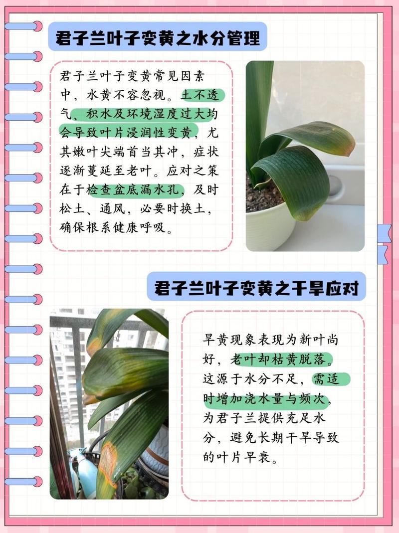 怎样判断君子兰是否该浇水?怎样判断君子兰是否该浇水了?-第6张图片-优品飞百科 怎样判断君子兰是否该浇水?怎样判断君子兰是否该浇水了?-第6张图片-优品飞百科