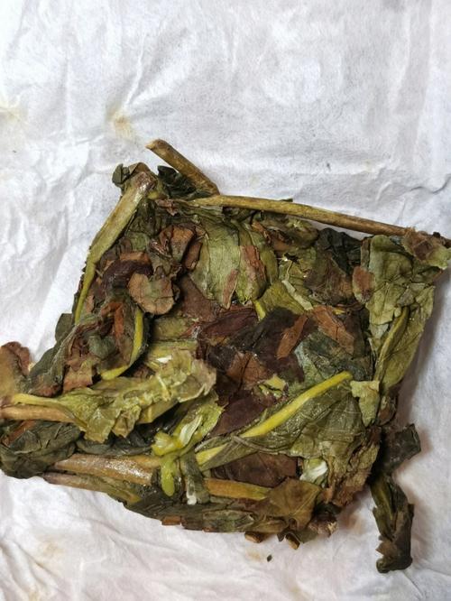 洋水仙露地过冬可以吗，洋水仙过冬温度-第2张图片-优品飞百科