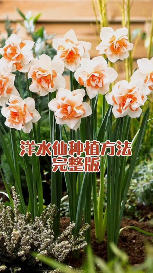 洋水仙露地过冬可以吗，洋水仙过冬温度-第7张图片-优品飞百科