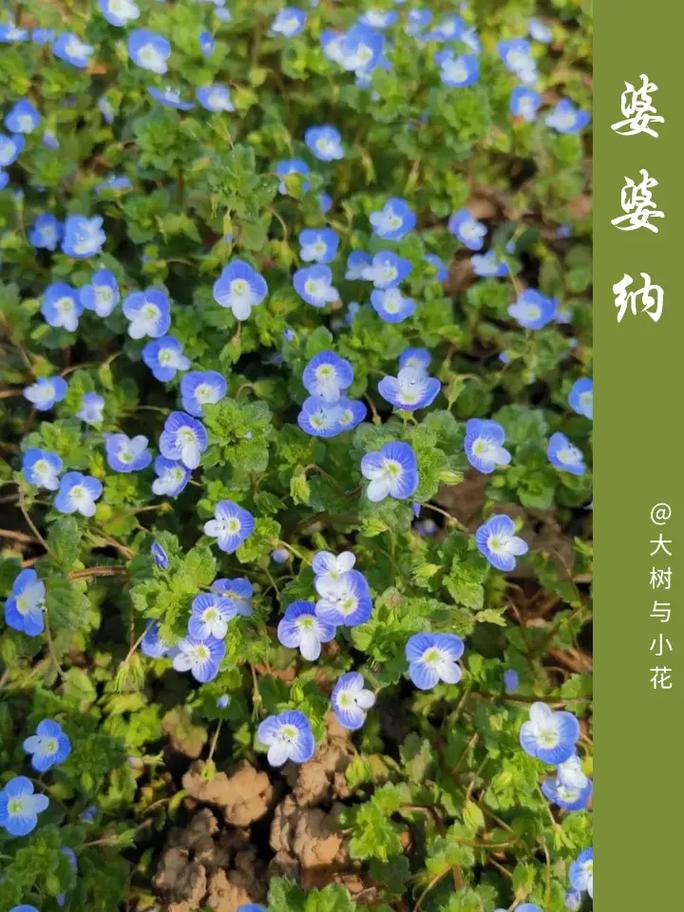 婆婆纳该怎么养，婆婆纳怎么养护-第3张图片-优品飞百科