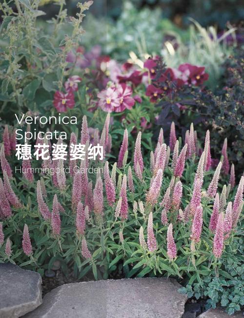 婆婆纳该怎么养，婆婆纳怎么养护-第5张图片-优品飞百科