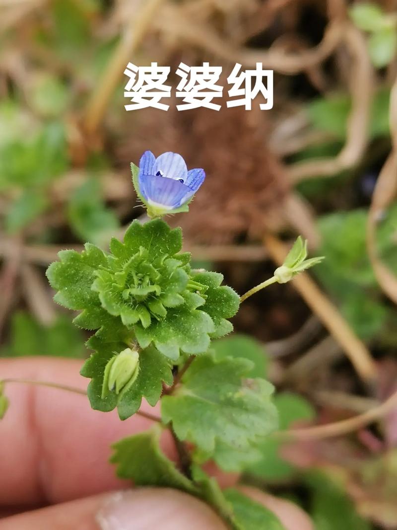 婆婆纳该怎么养，婆婆纳怎么养护-第6张图片-优品飞百科