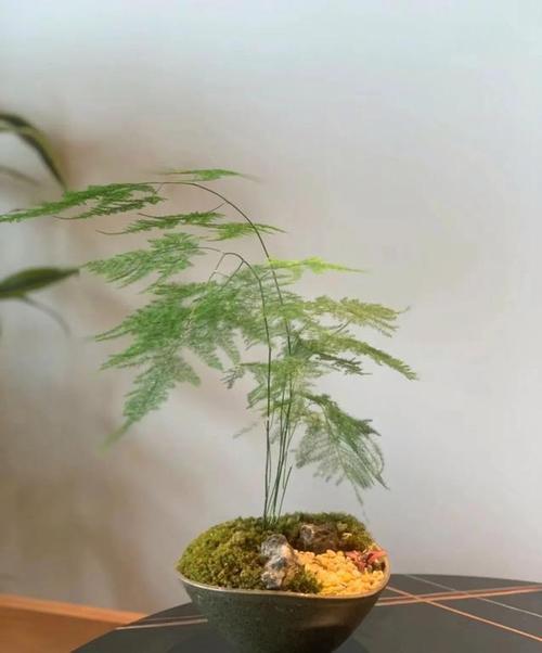 文竹怎么过冬，文竹过冬的注意事项？-第3张图片-优品飞百科