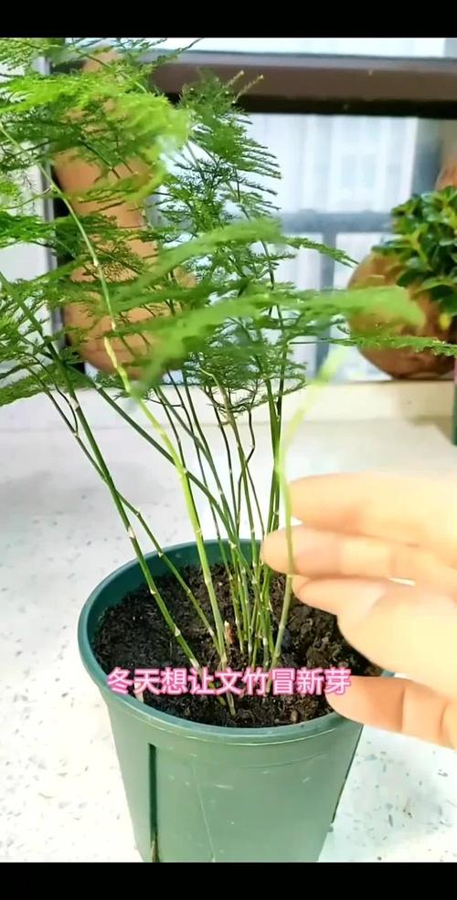 文竹怎么过冬，文竹过冬的注意事项？-第4张图片-优品飞百科