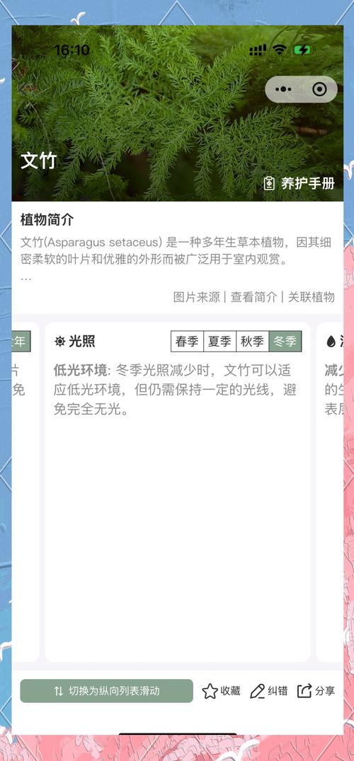 文竹怎么过冬，文竹过冬的注意事项？-第5张图片-优品飞百科