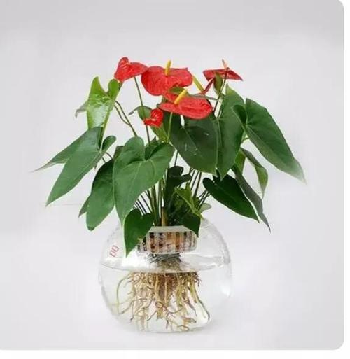 红掌怎么分株？红掌分苗？