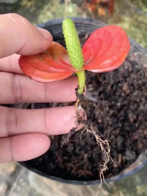 红掌怎么分株？红掌分苗？-第2张图片-优品飞百科