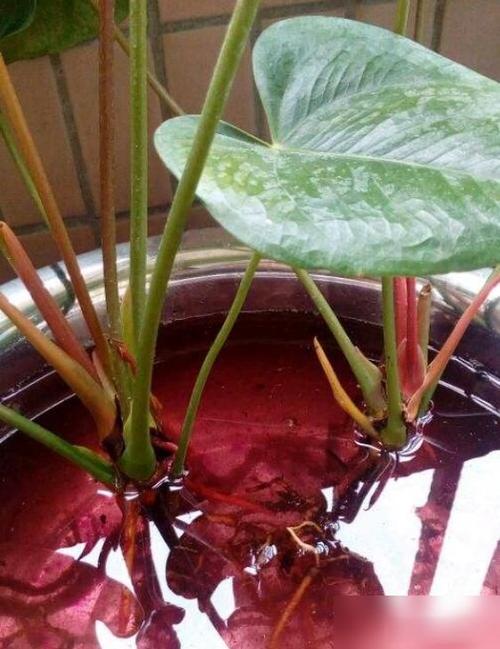红掌怎么分株？红掌分苗？-第3张图片-优品飞百科