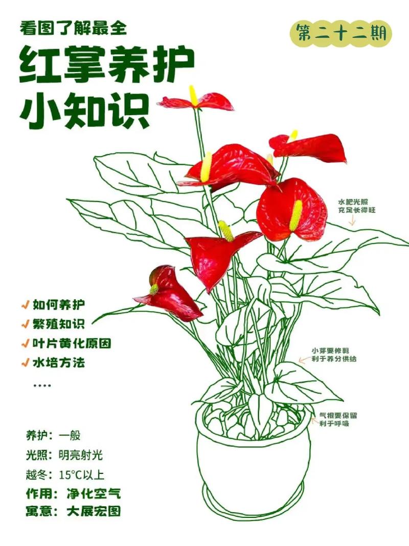 红掌怎么分株？红掌分苗？-第4张图片-优品飞百科