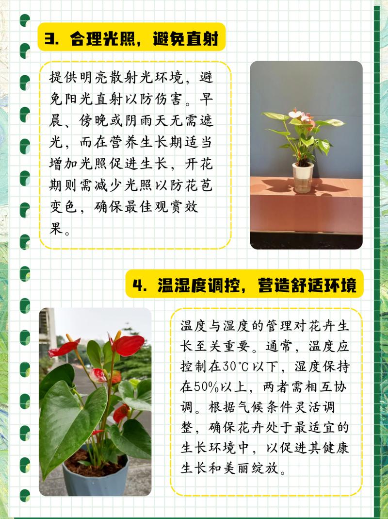 红掌怎么分株？红掌分苗？-第5张图片-优品飞百科