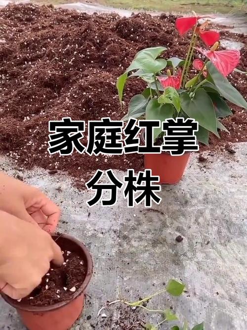 红掌怎么分株？红掌分苗？-第7张图片-优品飞百科