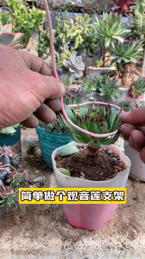 观音莲怎么养？观音莲怎么养护和浇水？