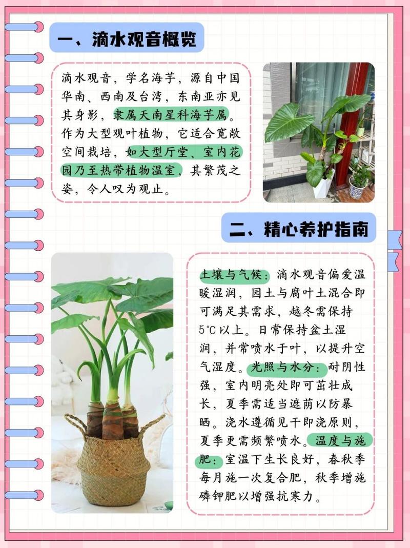 观音莲怎么养？观音莲怎么养护和浇水？-第5张图片-优品飞百科