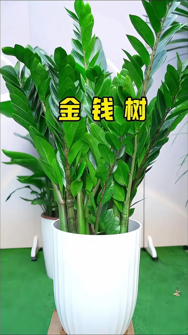 金钱树可以浇啤酒吗,金钱树可以浇啤酒吗?是否要对水-第2张图片-优品飞百科 金钱树可以浇啤酒吗,金钱树可以浇啤酒吗?是否要对水-第2张图片-优品飞百科
